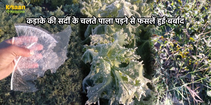 कड़ाके की सर्दी के चलते पाला पड़ने से फसलें हुई बर्बाद